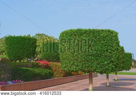 Walkway With Shaped Ornamental Topiary Trees With Lush Blossom Shrubs And Flower Beds On Background 