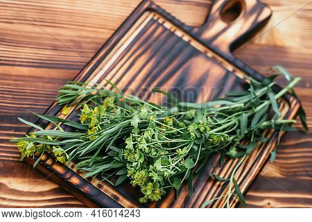 Medicinal Plant Euphorbia Esula, Commonly Known As Green Spurge Or Leafy Spurge Of Milkweed In Bottl