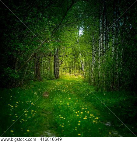 A Beautiful Scenery Of An Old Road Leading Through The Spingtime Forest. Spring Landscape Of A Fores