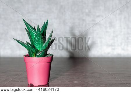 Popular Houseplant Aloe Aristata In A Plastic Pot On A Wooden Table. Aloe Aristata Is A Genus Of Eve