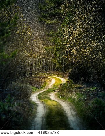 A Beautiful Scenery Of An Old Road Leading Through The Spingtime Forest. Spring Landscape Of A Fores