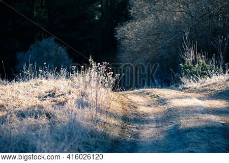 A Beautiful Scenery Of An Old Road Leading Through The Spingtime Forest. Spring Landscape Of A Fores