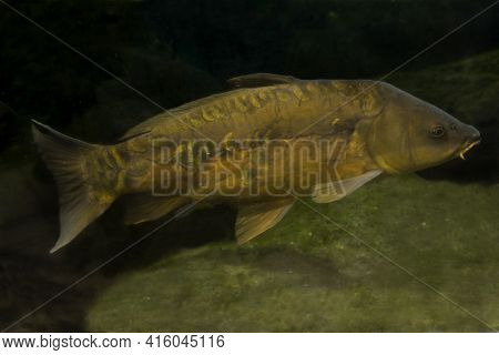 Common Carp Or European Carp (cyprinus Carpio).