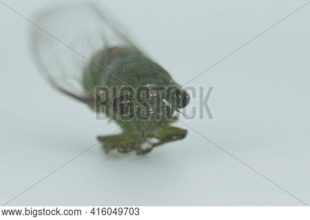 A Close-up Front View Of The Cicada With Focus On Its Head Area On Off-white Background. Selective F