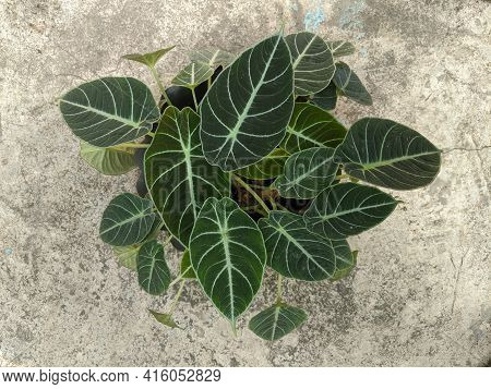 Alocasia Reginula Black Velvet Plant, Top View Shot