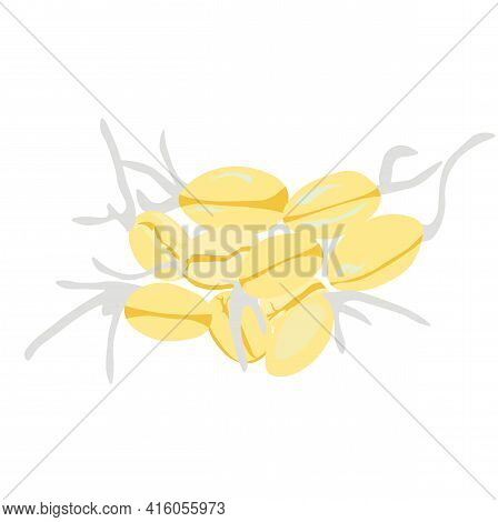 Sprouted Wheat Vector Stock Illustration. Oat Seed View From The Top. Micro Greens Close Up. Isolate