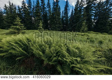 A Herd Of Sheep Grazing On A Lush Green Forest
