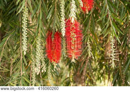Callistemon rigidus plant with green and red leaves citrius