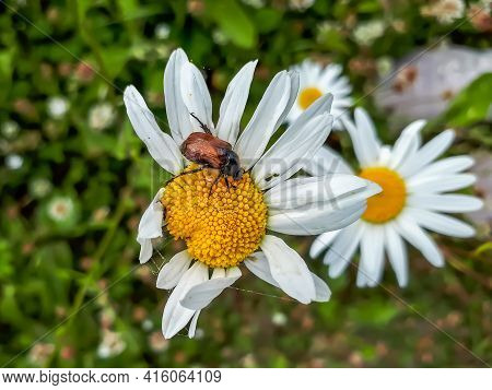 Garden Chafer Or Garden Foliage Beetle On White Daisy Flower In A Meadow Surrounded With Green Veget