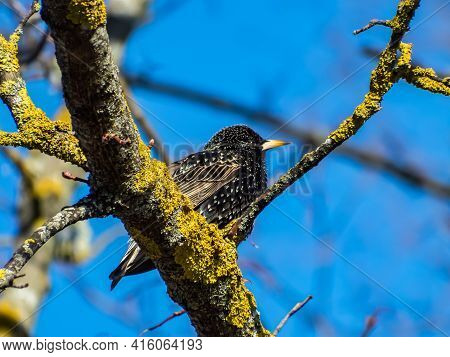 Common Starling Or European Starling (sturnus Vulgaris) Sitting In A Tree With Beautiful Colorful Pl