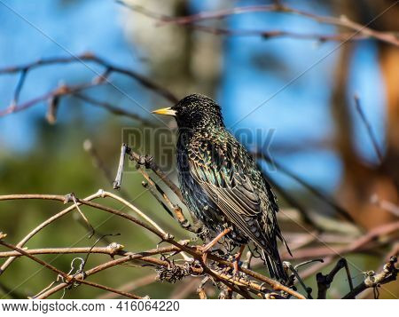 Common Starling Or European Starling Sitting In A Bush With Beautiful Colorful Plumage With A Metall