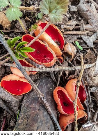 Cup-shaped Fungus Scarlet Elfcup (sarcoscypha Austriaca) Fruit Bodies Growing On Fallen Pieces Of De