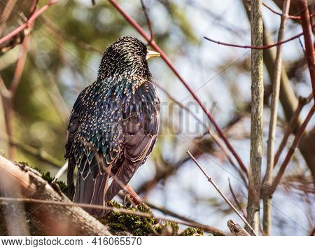 Close-up Shot Of Common Starling Or European Starling Sitting In A Bush With Beautiful Colorful Plum