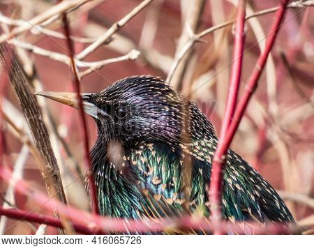 Close-up Shot Of Head Of Common Starling Or European Starling With Focus On Eye Sitting In A Bush Wi