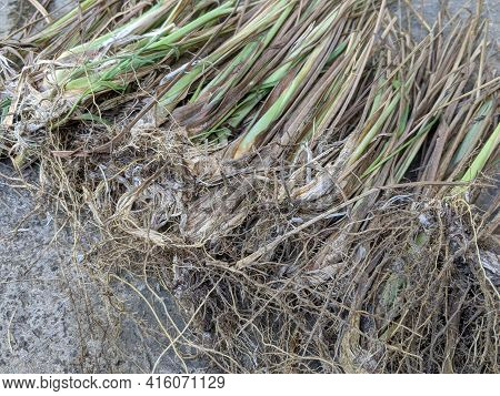 Sereh Or Lemongrass Plant, The Stems Of Serai On The Ground