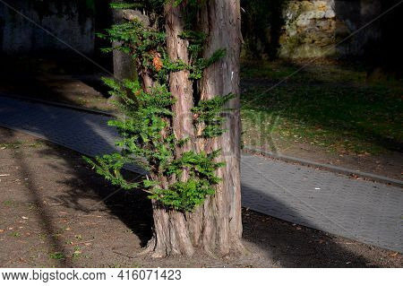 Coniferous Tree Suitable For Low And High Hedges. It Also Tolerates More Pronounced Shading, It Rege