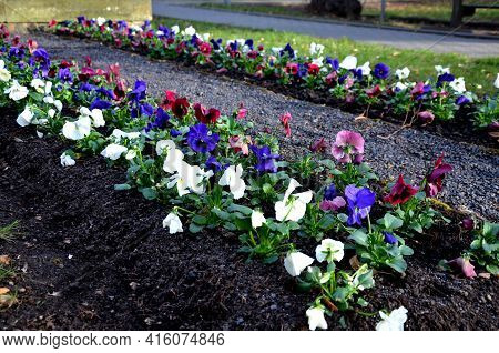Striped Annual Flower Bed Made Of White Red And Blue Low Violet. In The Park By The Monument, A Touc