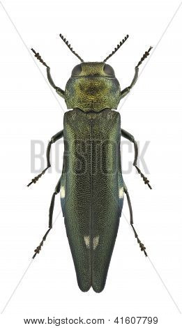 Agrilus Biguttatus