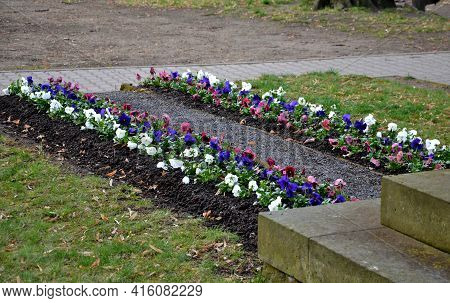 Striped Annual Flower Bed Made Of White Red And Blue Low Violet. In The Park By The Monument, A Touc
