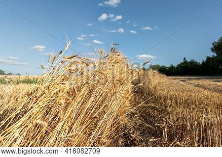 Scenic Landscape Of Ripe Golden Organic Wheat Stalk Field Against Blue Sky On Bright Sunny Summer Da