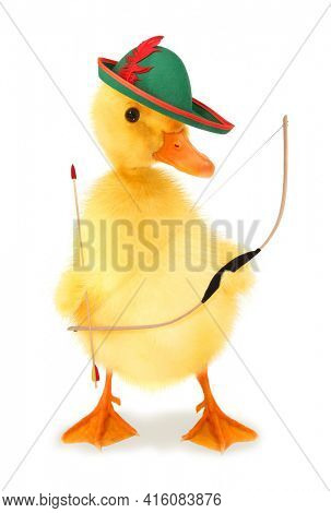 Cute duckling Robin Hood duck with bow and arrow funny conceptual photo