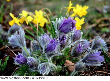 Perennial Beds With Miniature Bunches Of Daffodils In A Bark Mulched Flower Bed On A Hill. Stones An