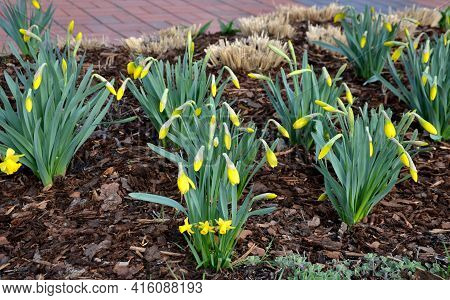 Perennial Beds With Miniature Bunches Of Daffodils In A Bark Mulched Flower Bed On A Hill. Stones An
