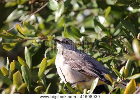 Northern Mockingbird