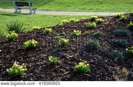 Perennial Beds With Miniature Bunches Of Daffodils In A Bark Mulched Flower Bed On A Hill. Stones An