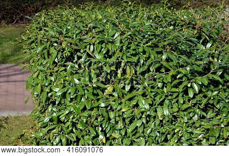 Perennial Beds With Miniature Bunches Of Daffodils In A Bark Mulched Flower Bed On A Hill. Stones An
