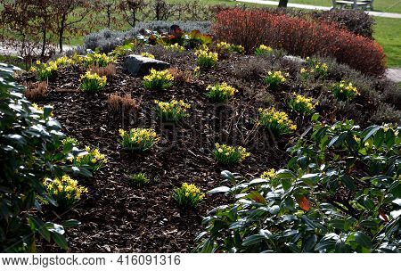 Perennial Beds With Miniature Bunches Of Daffodils In A Bark Mulched Flower Bed On A Hill. Stones An