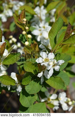 Pearl Bush Snow White - Latin Name - Exochorda Serratifolia Snow White