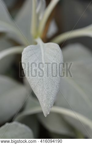 Shining-white Ragwort Angel Wings Leaves - Latin Name - Senecio Candidans Angel Wings