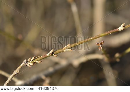 Weeping Forsythia Branch With Flower Buds - Latin Name - Forsythia Suspensa