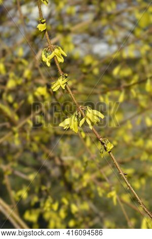 Weeping Forsythia Yellow Flowers - Latin Name - Forsythia Suspensa