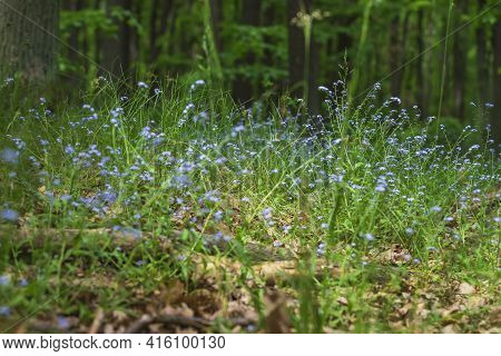 Tiny Blue Forget-me-not Flower Growing In The Green Grass In The Forest. Nice Bokeh.