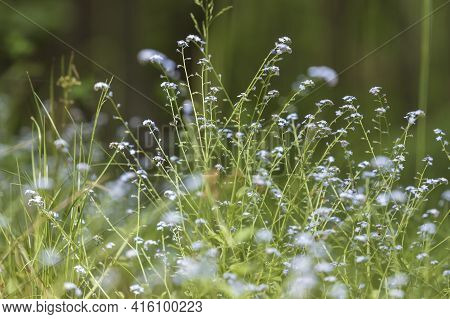 Tiny Blue Forget-me-not Flower Growing In The Green Grass In The Forest. Nice Bokeh.