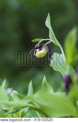 Cypripedium Calceolus - Slipper Slipper - Beautiful Yellow Flower In Cabbage Grass. Photo Of Wild Na