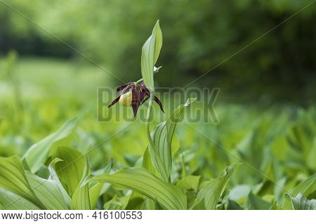 Cypripedium Calceolus - Slipper Slipper - Beautiful Yellow Flower In Cabbage Grass. Photo Of Wild Na