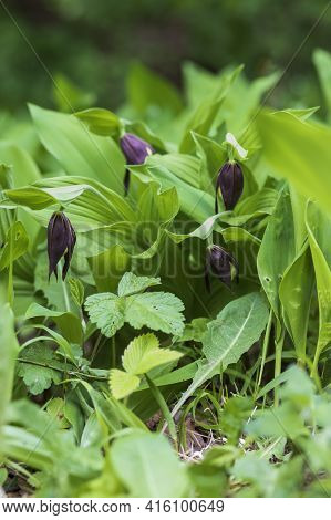 Cypripedium Calceolus - Slipper Slipper - Beautiful Yellow Flower In Cabbage Grass. Photo Of Wild Na