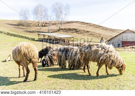 Flock Of Sheep On Green Grass Field Background Spring