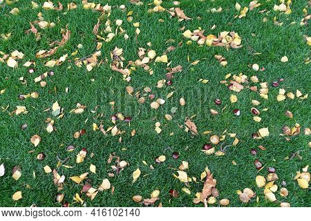 Texture Of Green Lawn With Fallen Leaves And Conkers In October