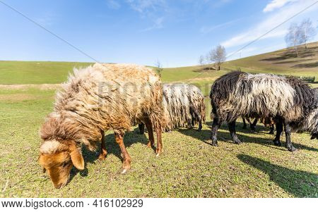 Flock Of Sheep On Green Grass Field Background Spring