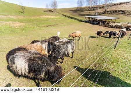 Flock Of Sheep On Green Grass Field Background Spring