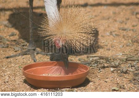 The Crowned Crane Balearica Regulorum Is A Large Bird, Representative Of The Family Cranes Gruidae. 