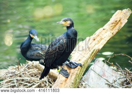 The Great Cormorant Phalacrocorax Carbo, Known As The Black Shag In New Zealand And Formerly Also Kn