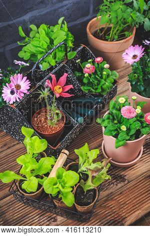 Gardening - planting and replanting, seedlings with plants in flower pots and garden tools