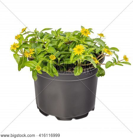 Potted Sanvitalia Procumbens With The Common Name Of Mexican Creeping Zinnia On White Background