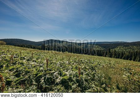 A Herd Of Cattle Grazing On A Lush Green Hillside