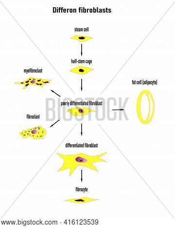 Differon Fibroblasts Scheme, Formation Of The Extracellular Matrix (mainly Fibroblasts Are Engaged I